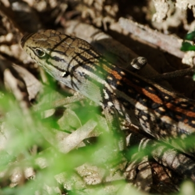 Liopholis whitii (White's Skink) at Paddys River, ACT - 14 Mar 2022 by regeraghty