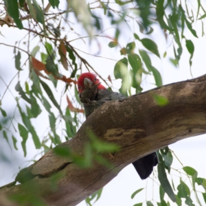 Callocephalon fimbriatum at Paddys River, ACT - 14 Mar 2022