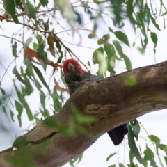Callocephalon fimbriatum (Gang-gang Cockatoo) at Paddys River, ACT - 14 Mar 2022 by regeraghty