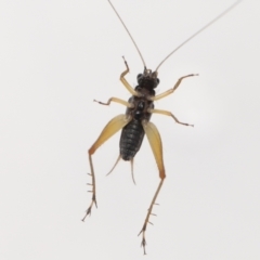 Trigonidium (Trigonidium) australianum at Evatt, ACT - 9 Mar 2022