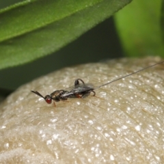 Podagrionini (tribe) (Unidentified mantis parasite wasp) at Evatt, ACT - 9 Mar 2022 by TimL