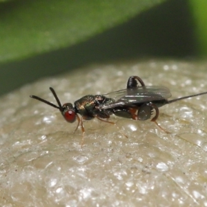 Podagrionini sp. (tribe) at Evatt, ACT - 9 Mar 2022