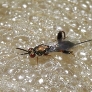 Podagrionini sp. (tribe) at Evatt, ACT - 9 Mar 2022