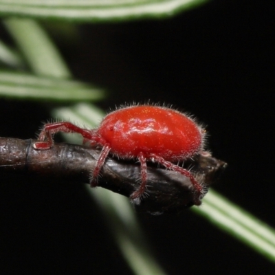 Formicidae (family) at ANBG - Canberra & Southern Tablelands