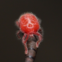 Trombidiidae (family) at Acton, ACT - 13 Mar 2022