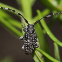 Ancita australis (Longicorn or longhorn beetle) at ANBG - 11 Mar 2022 by TimL