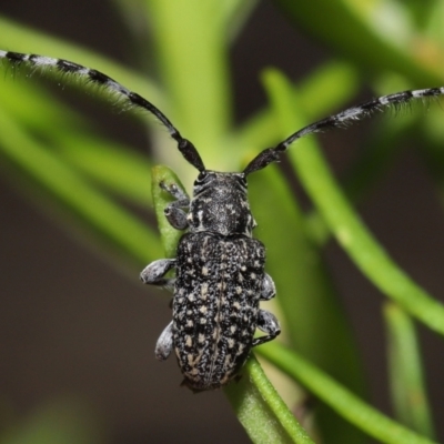 Ancita australis (Longicorn or longhorn beetle) at ANBG - 11 Mar 2022 by TimL