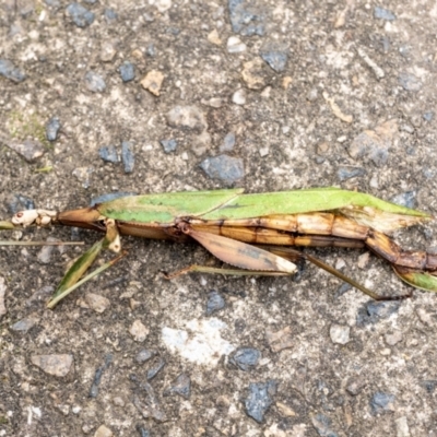 Podacanthus sp. (genus) (A Stick Insect) at Penrose - 14 Mar 2022 by Aussiegall