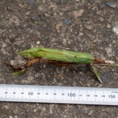 Podacanthus sp. (genus) at Penrose, NSW - 14 Mar 2022