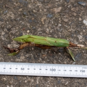 Podacanthus sp. (genus) at Penrose, NSW - 14 Mar 2022 01:58 PM