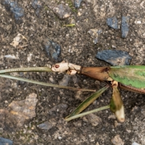 Podacanthus sp. (genus) at Penrose, NSW - 14 Mar 2022 01:58 PM