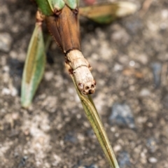 Podacanthus sp. (genus) at Penrose, NSW - 14 Mar 2022 01:58 PM