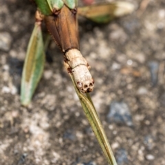 Podacanthus sp. (genus) at Penrose, NSW - 14 Mar 2022