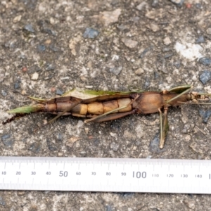 Podacanthus sp. (genus) at Penrose, NSW - 14 Mar 2022