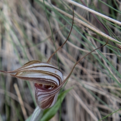 Diplodium coccinum (Scarlet Greenhood) at Cotter River, ACT - 14 Mar 2022 by SWishart