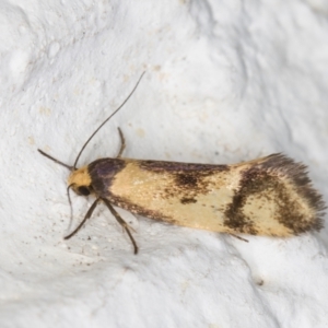 Isomoralla pyrrhoptera at Melba, ACT - 14 Jan 2022 11:35 PM