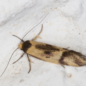 Isomoralla pyrrhoptera at Melba, ACT - 14 Jan 2022