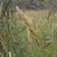 Anthoxanthum odoratum (Sweet Vernal Grass) at Paddys River, ACT - 30 Nov 2021 by michaelb