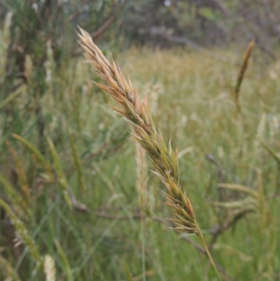 Anthoxanthum odoratum (Sweet Vernal Grass) at Tidbinbilla Nature Reserve - 30 Nov 2021 by MichaelBedingfield