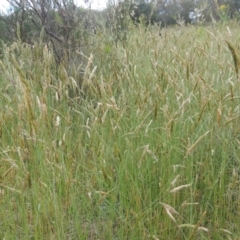 Anthoxanthum odoratum at Paddys River, ACT - 30 Nov 2021