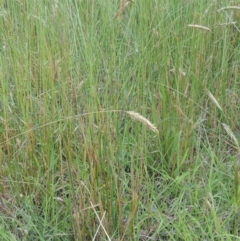 Anthoxanthum odoratum at Paddys River, ACT - 30 Nov 2021