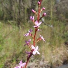 Stylidium graminifolium (Grass Triggerplant) at Tidbinbilla Nature Reserve - 30 Nov 2021 by michaelb