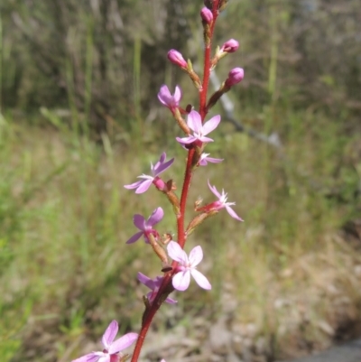 Stylidium graminifolium (grass triggerplant) at Paddys River, ACT - 30 Nov 2021 by MichaelBedingfield