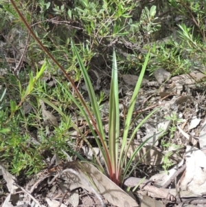 Stylidium graminifolium at Paddys River, ACT - 30 Nov 2021