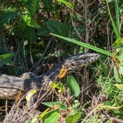 Varanus rosenbergi (Heath or Rosenberg's Monitor) at Tennent, ACT - 14 Mar 2022 by Rebeccajgee