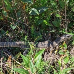 Varanus rosenbergi at Tennent, ACT - 14 Mar 2022