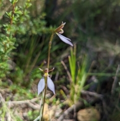 Eriochilus cucullatus (Parson's Bands) at Tennent, ACT - 13 Mar 2022 by Rebeccajgee