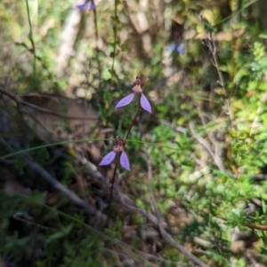 Eriochilus cucullatus at Tennent, ACT - 14 Mar 2022