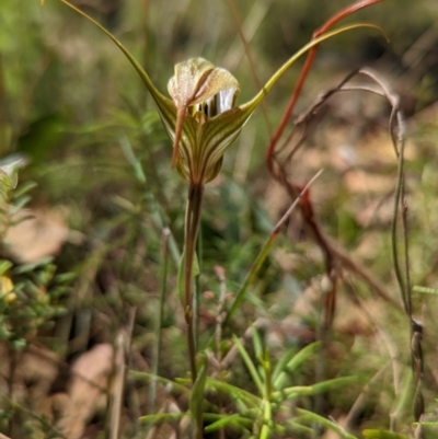 Diplodium ampliatum (Large Autumn Greenhood) at Tennent, ACT - 14 Mar 2022 by Rebeccajgee