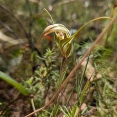 Diplodium ampliatum at Tennent, ACT - 14 Mar 2022