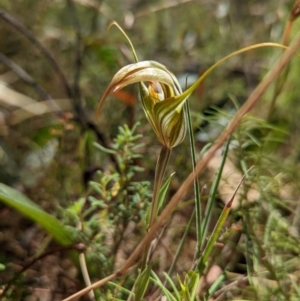 Diplodium ampliatum at Tennent, ACT - 14 Mar 2022