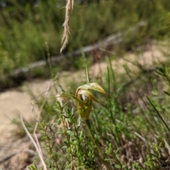 Diplodium ampliatum at Tennent, ACT - 14 Mar 2022