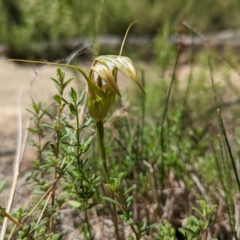 Diplodium ampliatum at Tennent, ACT - 14 Mar 2022