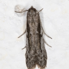 Meyrickiella homosema (Grey Snout Moth) at Melba, ACT - 14 Jan 2022 by kasiaaus