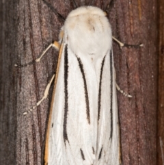 Paramsacta marginata (Donovan's Tiger Moth) at Melba, ACT - 15 Jan 2022 by kasiaaus