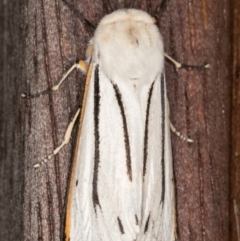 Aloa marginata (Donovan's Tiger Moth) at Melba, ACT - 15 Jan 2022 by kasiaaus