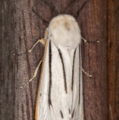 Aloa marginata at Melba, ACT - 15 Jan 2022 10:41 PM