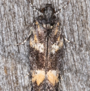 Ardozyga acroleuca at Melba, ACT - 15 Jan 2022 10:42 PM