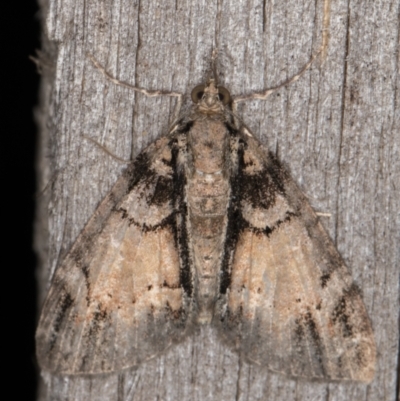 Microdes diplodonta (Double-toothed Carpet) at Melba, ACT - 15 Jan 2022 by kasiaaus