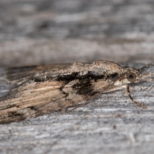 Microdes diplodonta at Melba, ACT - 16 Jan 2022 12:52 AM