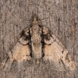 Microdes diplodonta at Melba, ACT - 16 Jan 2022 12:52 AM