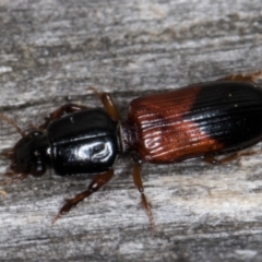 Clivina basalis (A carab beetle) at Melba, ACT - 15 Jan 2022 by kasiaaus
