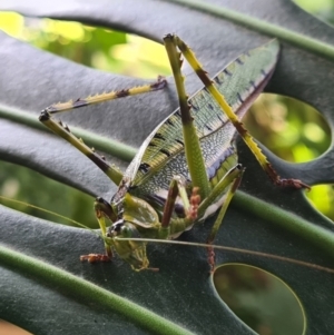 Ephippitytha trigintiduoguttata at Wodonga, VIC - 15 Mar 2022