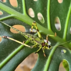 Ephippitytha trigintiduoguttata at Wodonga, VIC - suppressed