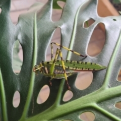 Ephippitytha trigintiduoguttata at Wodonga, VIC - suppressed