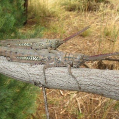 Unidentified Grasshopper (several families) at Bimbi, NSW - 14 Mar 2022 by Christine